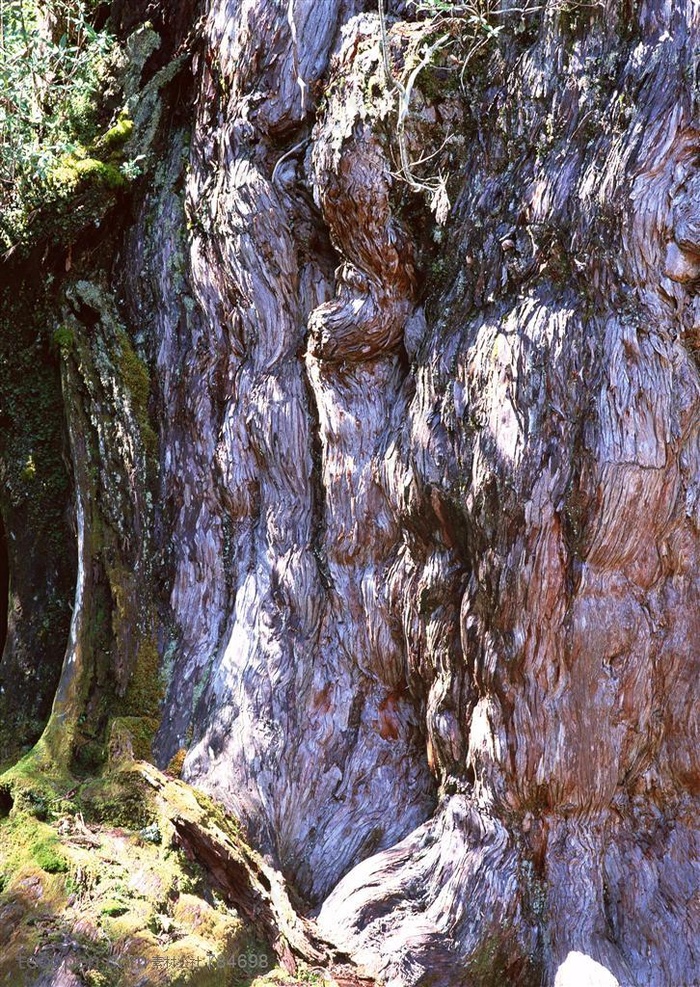 自然风景-参天大树的树杆局部特写