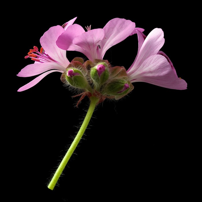 超高清香叶天竺葵鲜花图片