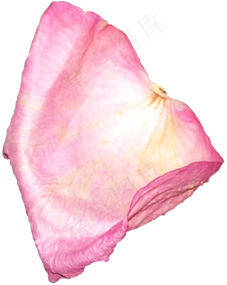 花瓣花朵免扣图片 