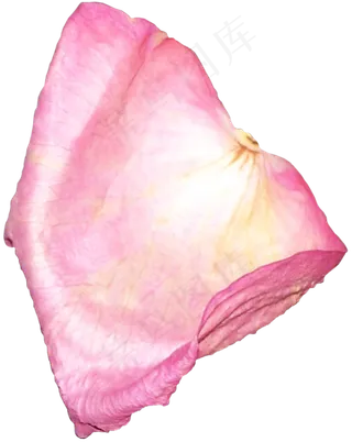 花瓣花朵免扣图片 