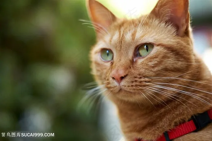 户外小黄猫咪图片