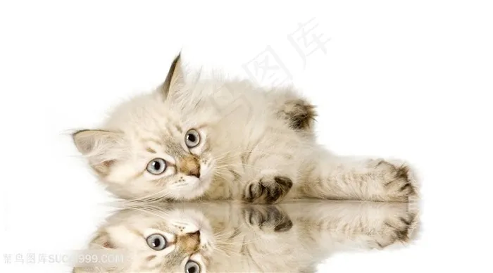 漂亮的小猫动物