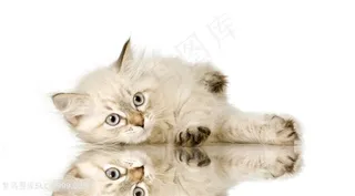 漂亮的小猫动物