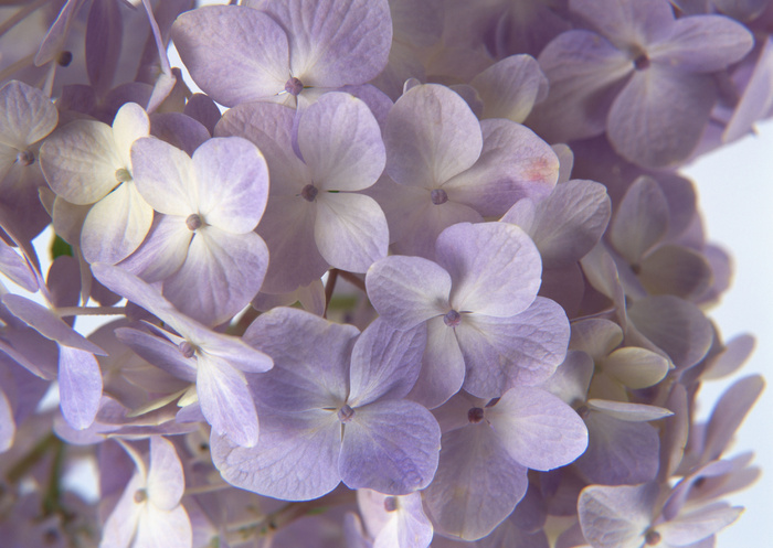 群芳紫花好看