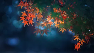 秋天秋日树落叶枫叶高清背景