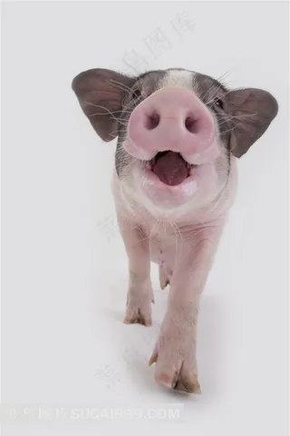 可笑的宠物猪摄影图片