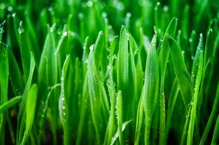 绿色小草上面的小水珠高清图片
