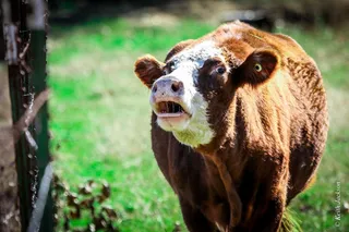 牛奶牛牧场牛奶草原原生态黄牛