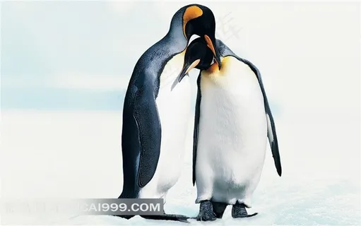 两只互相依靠的企鹅 两只互相依靠的企鹅