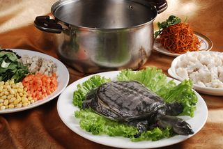川菜湘菜高清菜谱 甲鱼老