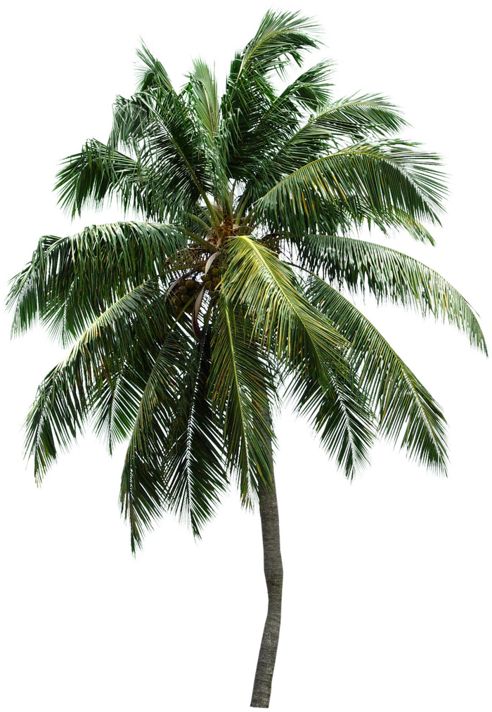 高清树木素材 免抠PSD植物素材 美术绘画园林贴图 树草灌木花草