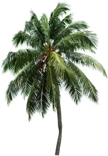 高清树木素材 免抠PSD植物素材 美术绘画园林贴图 树草灌木花草 高清树木素材 免抠PSD植物素材 美术绘画园林贴图 树草灌木花草