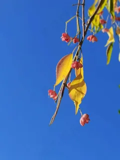 蓝天下的丝棉木