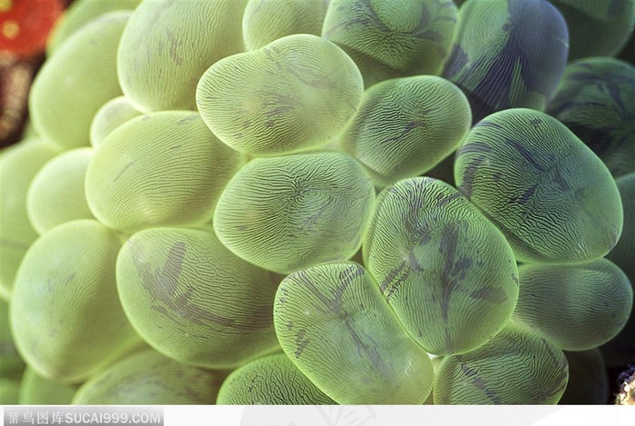 艳丽的珊瑚-绿色透明的珊瑚