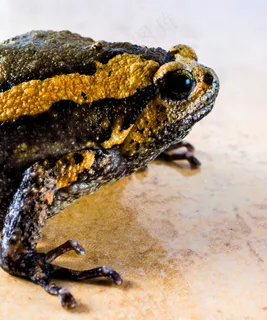 毒蟾蜍图片 毒蟾蜍图片