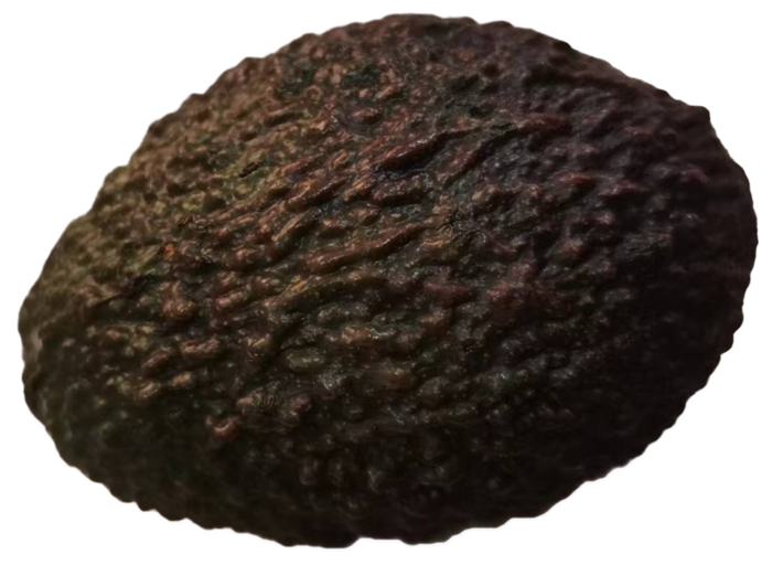 橄榄型大果牛油果鲜果鳄梨免抠实物实拍摄影元素素材