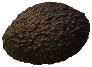 橄榄型大果牛油果鲜果鳄梨免抠实物实拍摄影元素素材