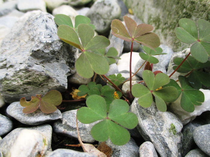 石缝里的三叶草图片