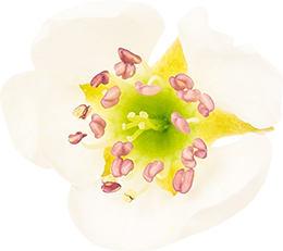 01_Pear Flower