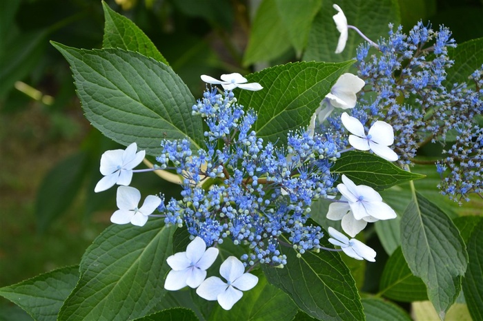 蓝色的绣球花