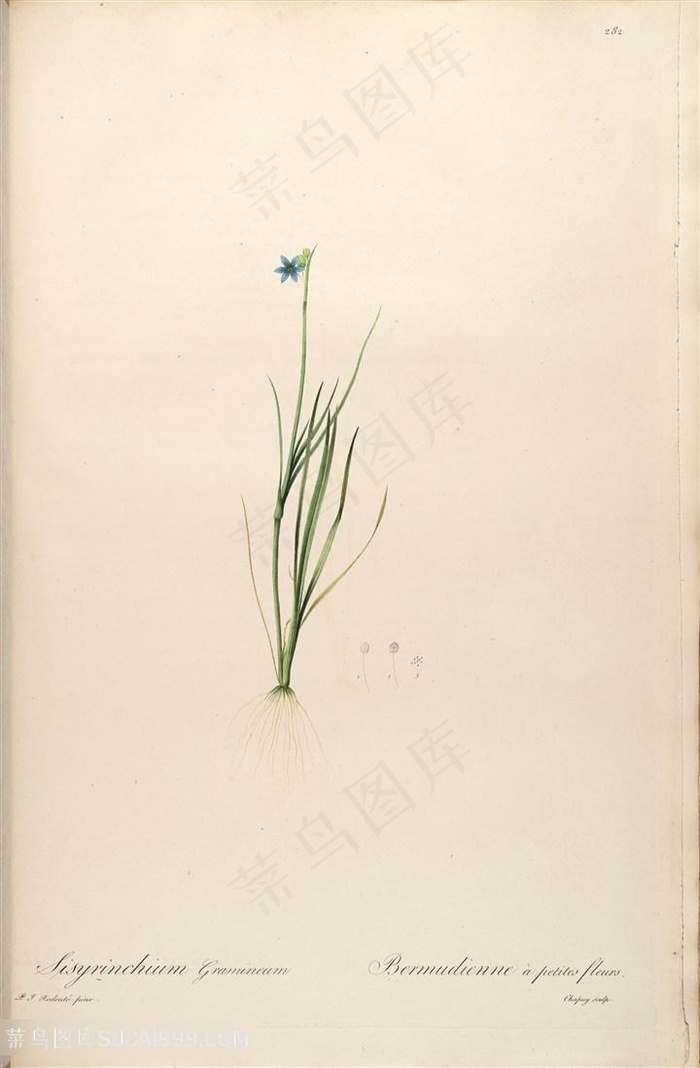 高清花草唯美花卉雷杜德原版插画