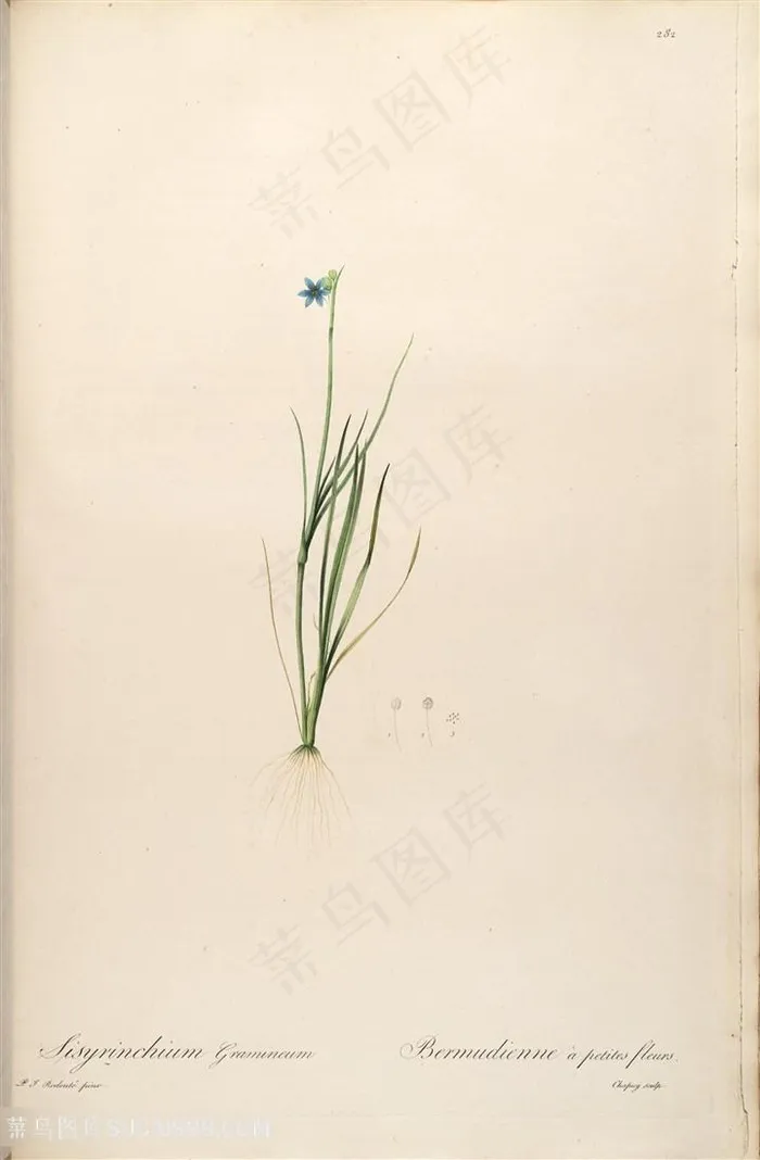 高清花草唯美花卉雷杜德原版插画