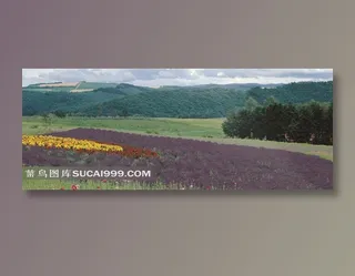 翠绿的丘陵和花朵盛开的花田