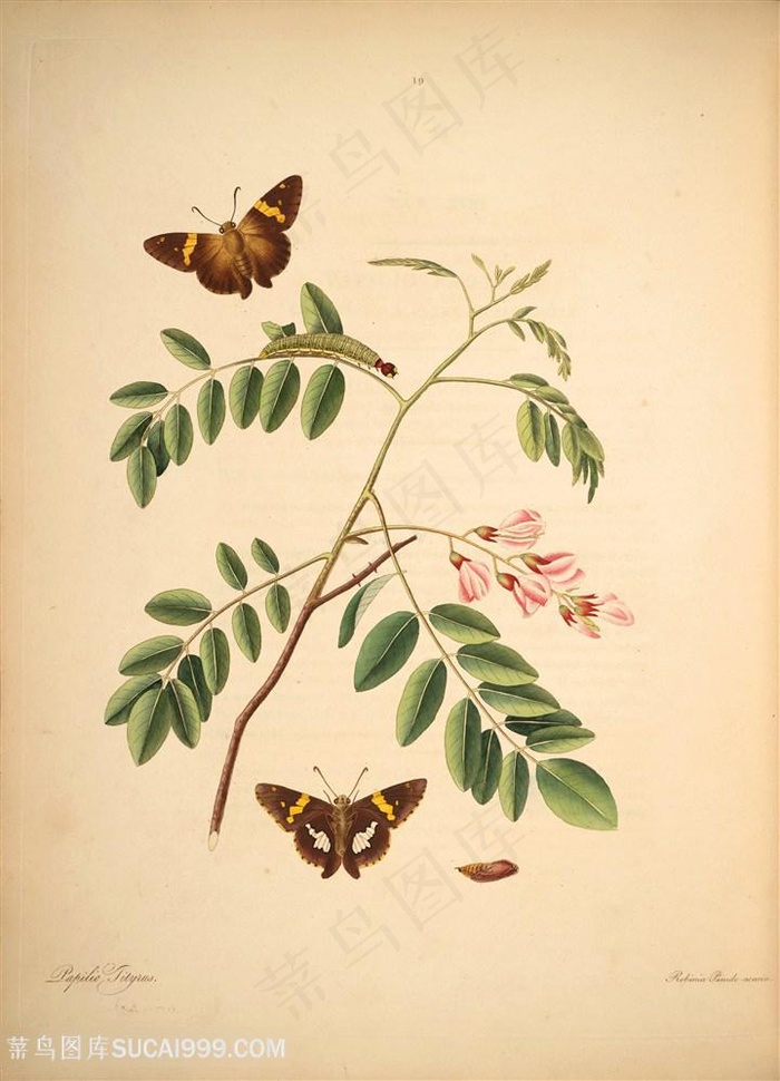 蝴蝶植物复古花枝图谱