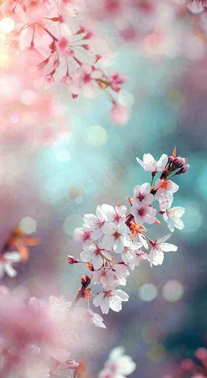 绚丽浪漫粉白色樱花花朵，惊蛰立春摄影图