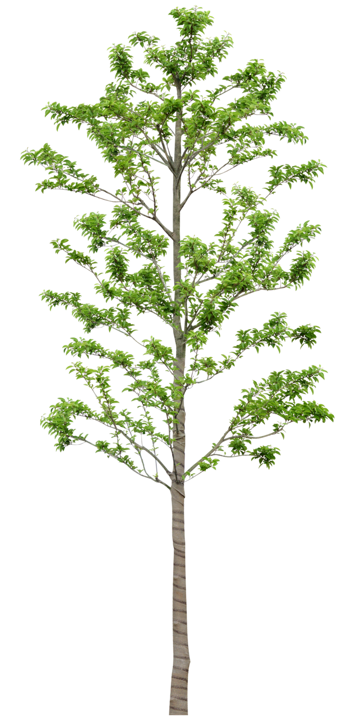 高清树木素材 免抠PSD植物素材 美术绘画园林贴图 树草灌木花草