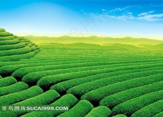 茶园摄影图片