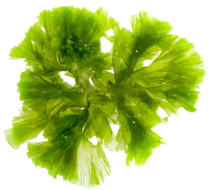 海带绿色嫩苗植物