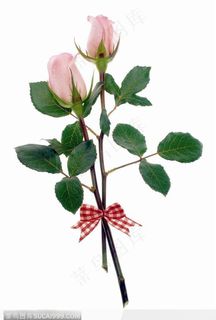 花饰小品-两朵粉色的玫瑰