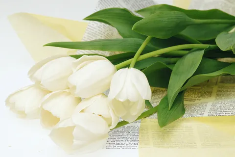 群芳百合花儿 群芳百合花儿