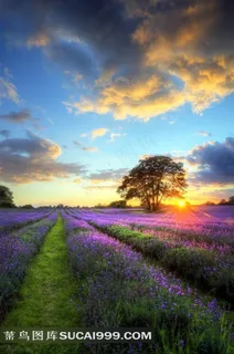 草原上的紫色薰衣草高清图片