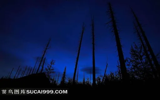 蓝色星空与树木剪影图片