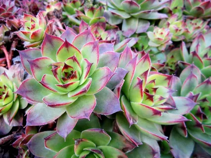 肉质植物种植图片 肉质植物种植图片