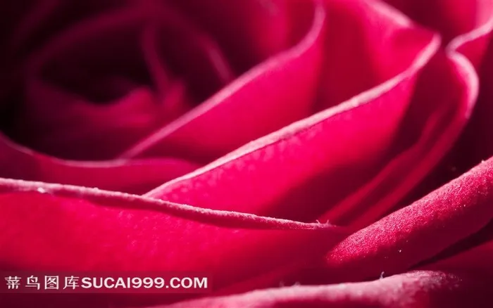 玫瑰花局部高清壁纸