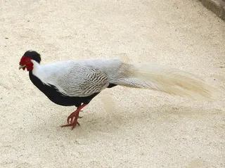 鸡母鸡走地鸡散养鸡鸡肉农村牧场小鸡