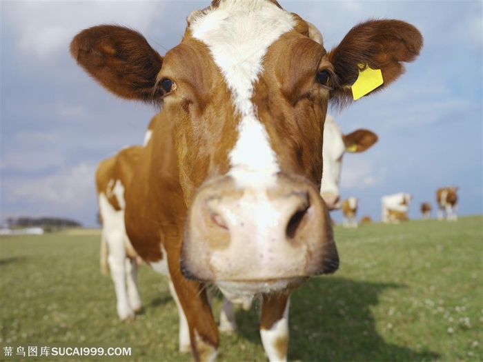动物世界-漂亮的奶牛