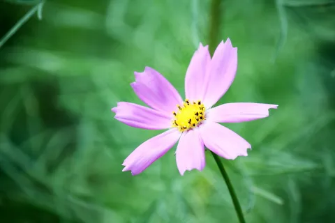 粉色格桑花图片 粉色格桑花图片