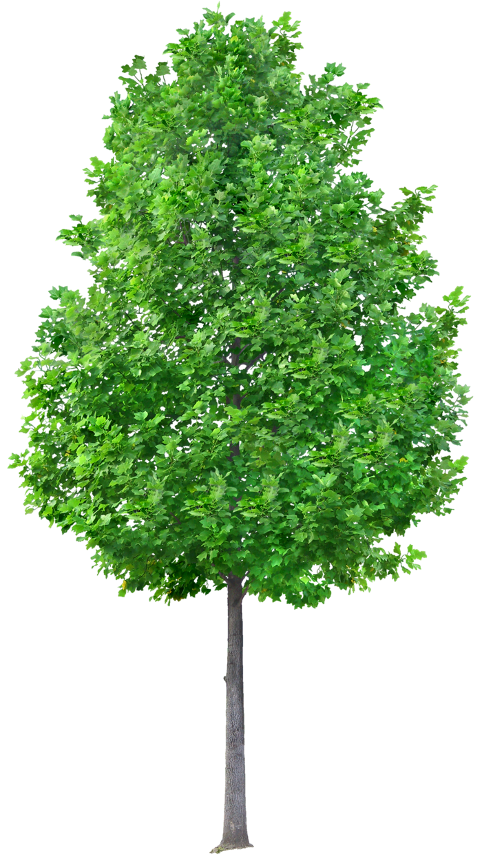 高清树木素材 免抠PSD植物素材 美术绘画园林贴图 树草灌木花草