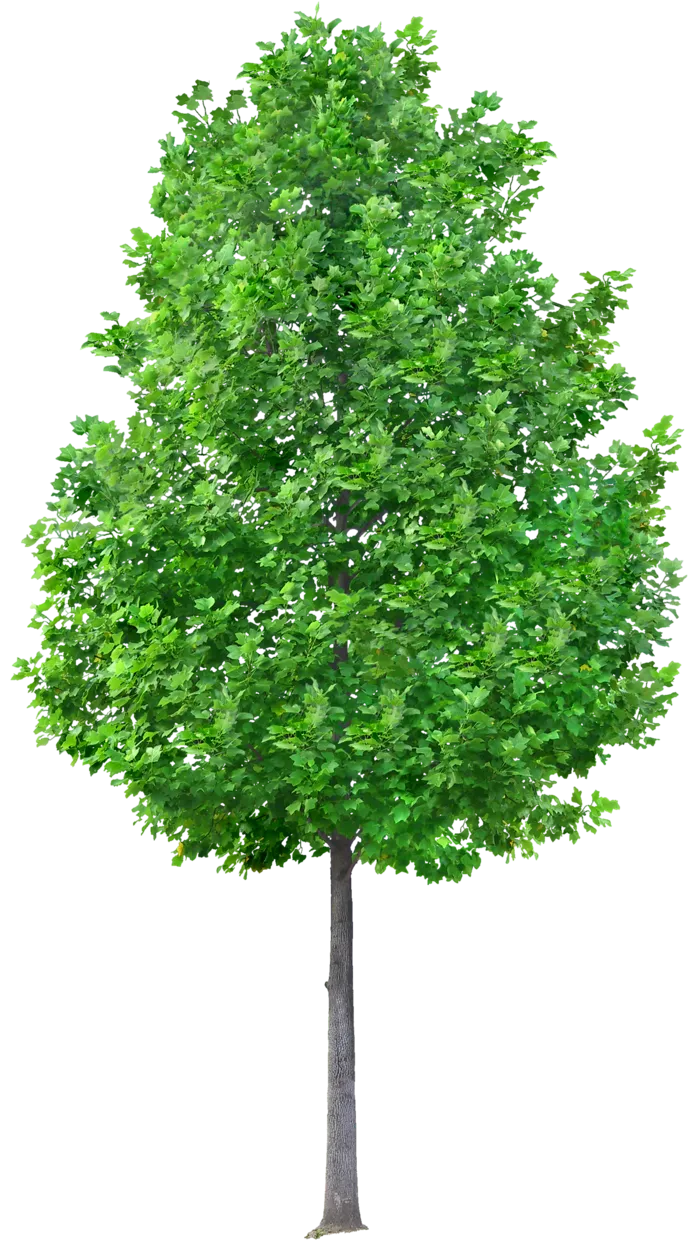 高清树木素材 免抠PSD植物素材 美术绘画园林贴图 树草灌木花草