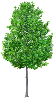 高清树木素材 免抠PSD植物素材 美术绘画园林贴图 树草灌木花草