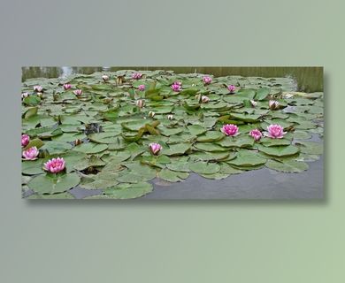 唯美花朵壁纸图片