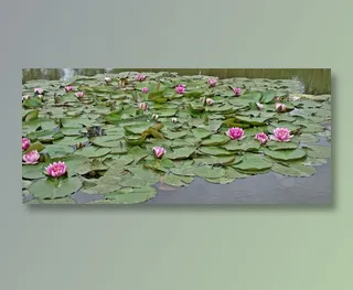 唯美花朵壁纸图片