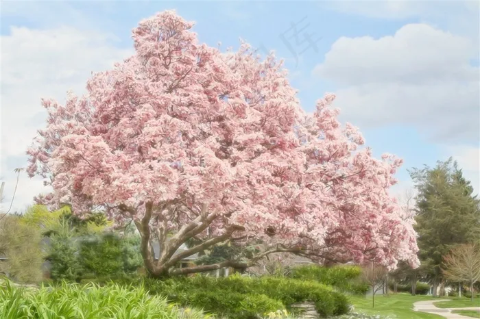 蓝天下的樱花树