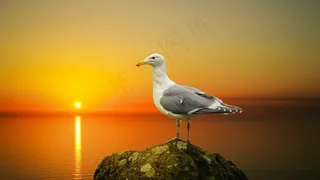 黄昏下的海鸥图片