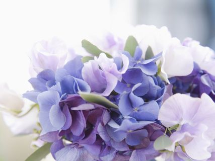 图片设计素材背景鸟语花香 图片设计素材背景鸟语花香