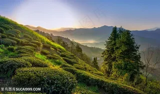 山中茶园田园茶叶园